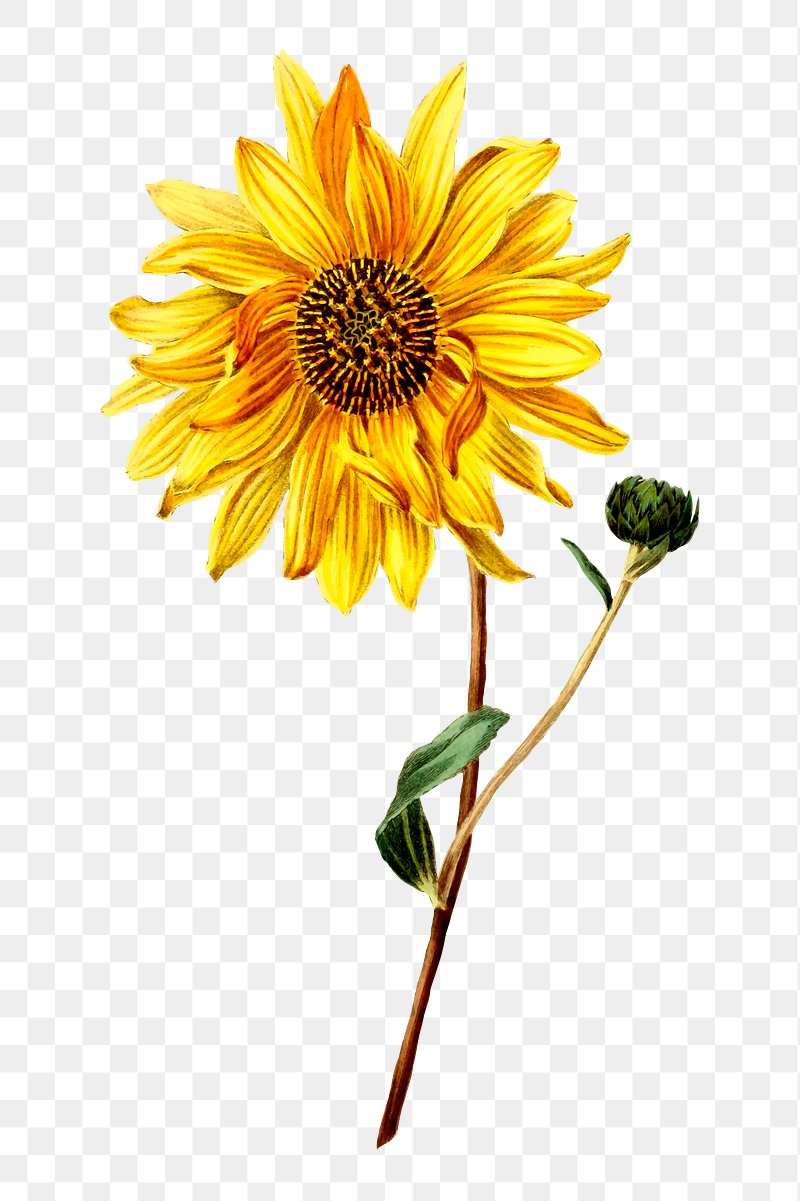 Sunflower PNG White Transparent And Clipart Image For Free Download -  Lovepik | 401416432
