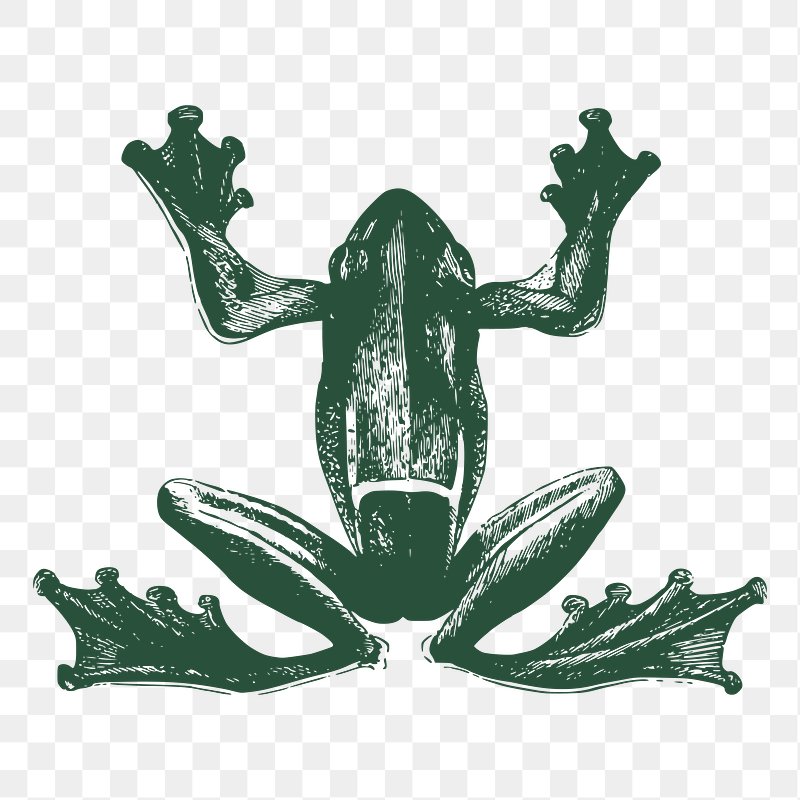 Frog Illustration Public Domain Images