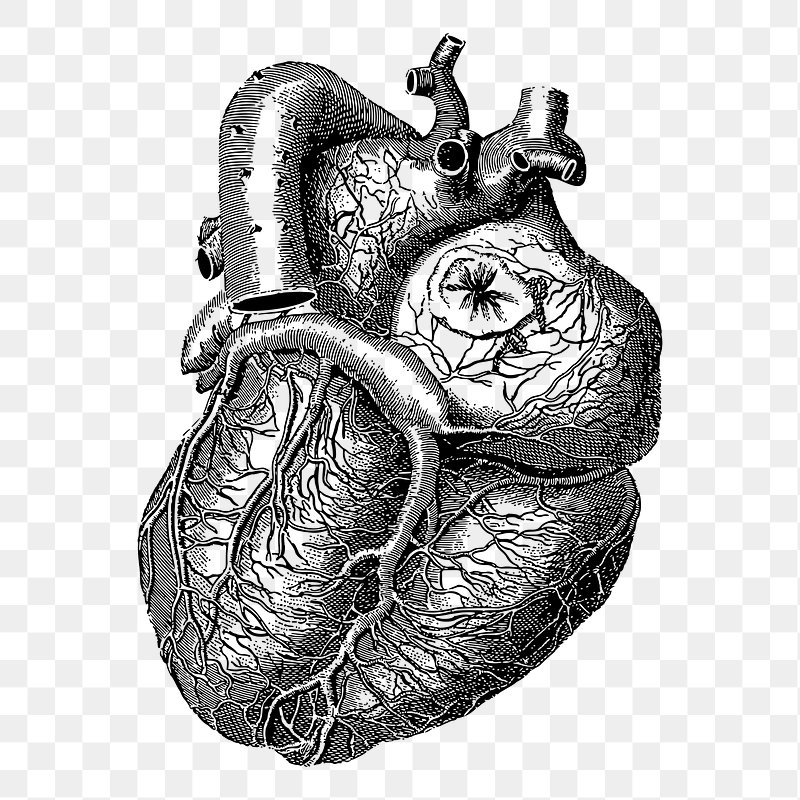 Browsing deviantART | Human heart drawing, Heart drawing, Heart pencil  drawing