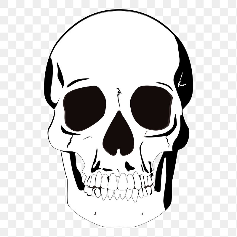 Human skull png sticker, medical | Free PNG - rawpixel