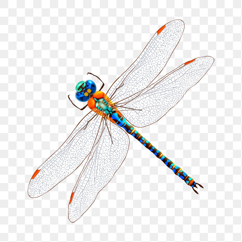 Dragonfly Public Domain Images | Free Photos, PNG Stickers, Wallpapers &  Backgrounds - rawpixel