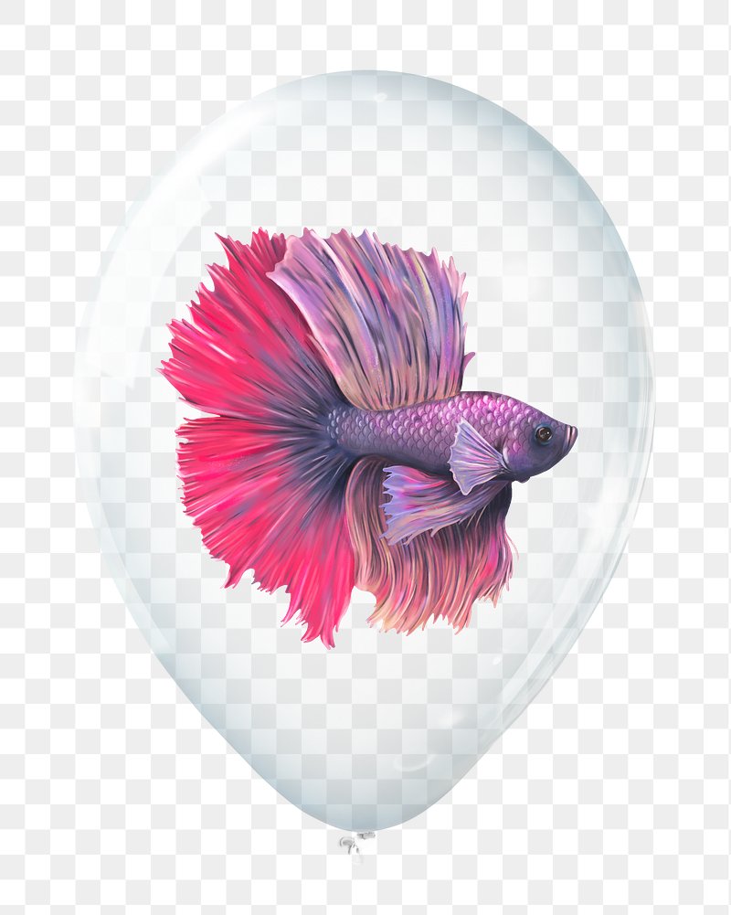 Betta Fish PNG Images  Free Photos, PNG Stickers, Wallpapers