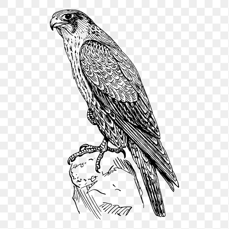 shaheen bird logo - Saferbrowser Yahoo Image Search Results | Eagle  animals, Coloring pages, Animals