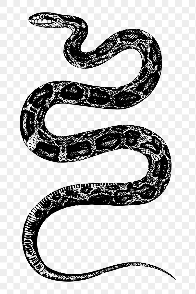 serpent png