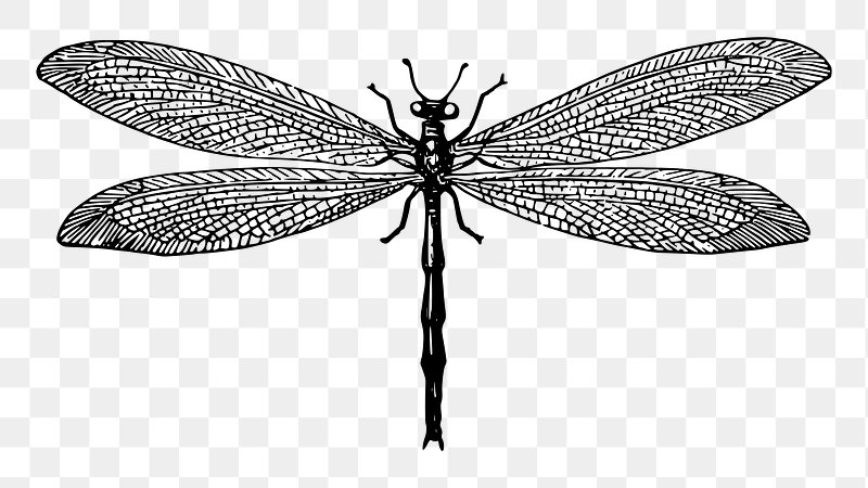 dragonfly clip art black and white