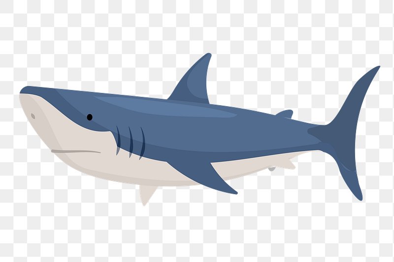 Cartoon Shark Images | Free Photos, PNG Stickers, Wallpapers & Backgrounds  - rawpixel