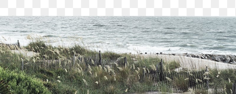 Grassy Shoreline Background