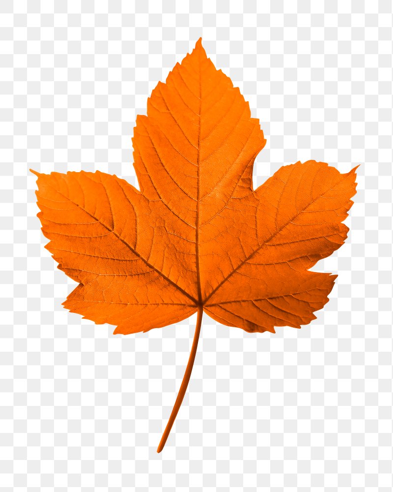 real leaves png