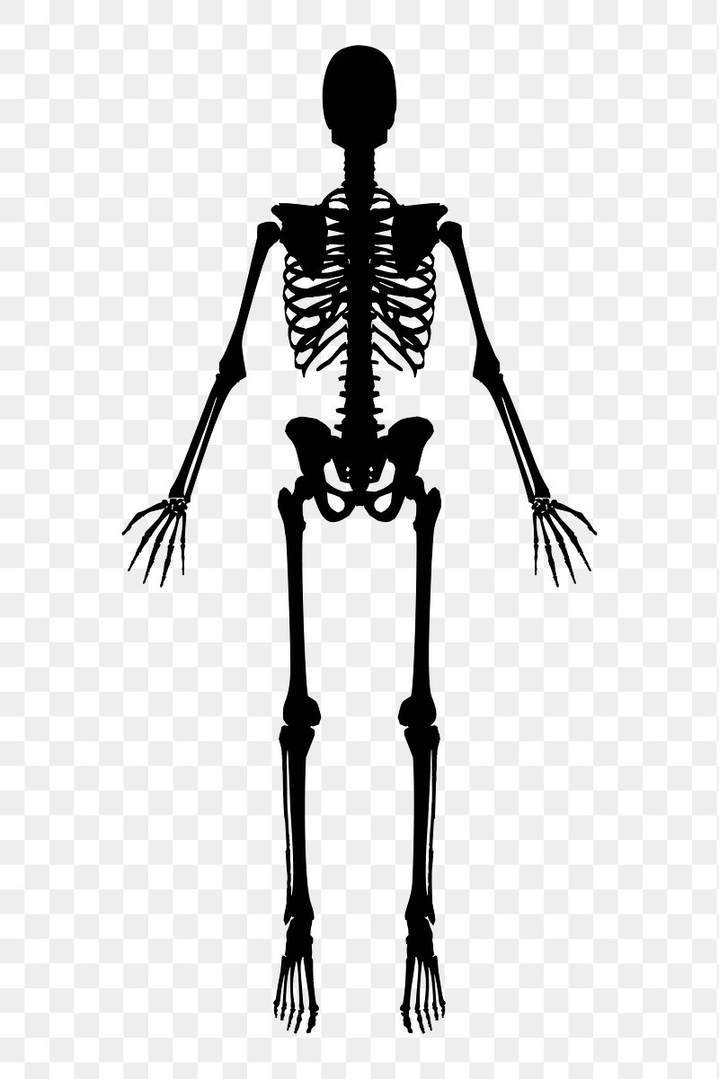 Прямо на скелет. Скелет. Снимок скелета. Человеческий скелет. Скелет человека на белом фоне.
