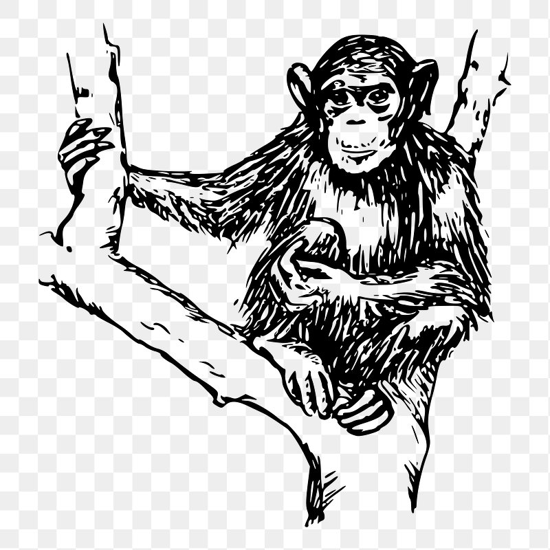 Monkey Drawing Picture - Drawing Skill