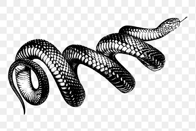 black and white cartoon snakes