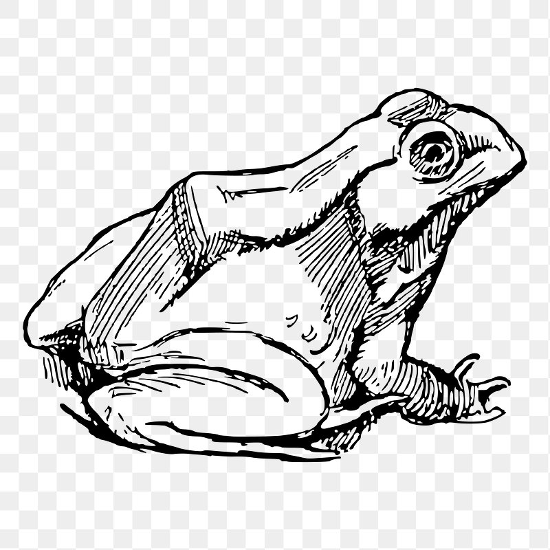 images of frog line drawing