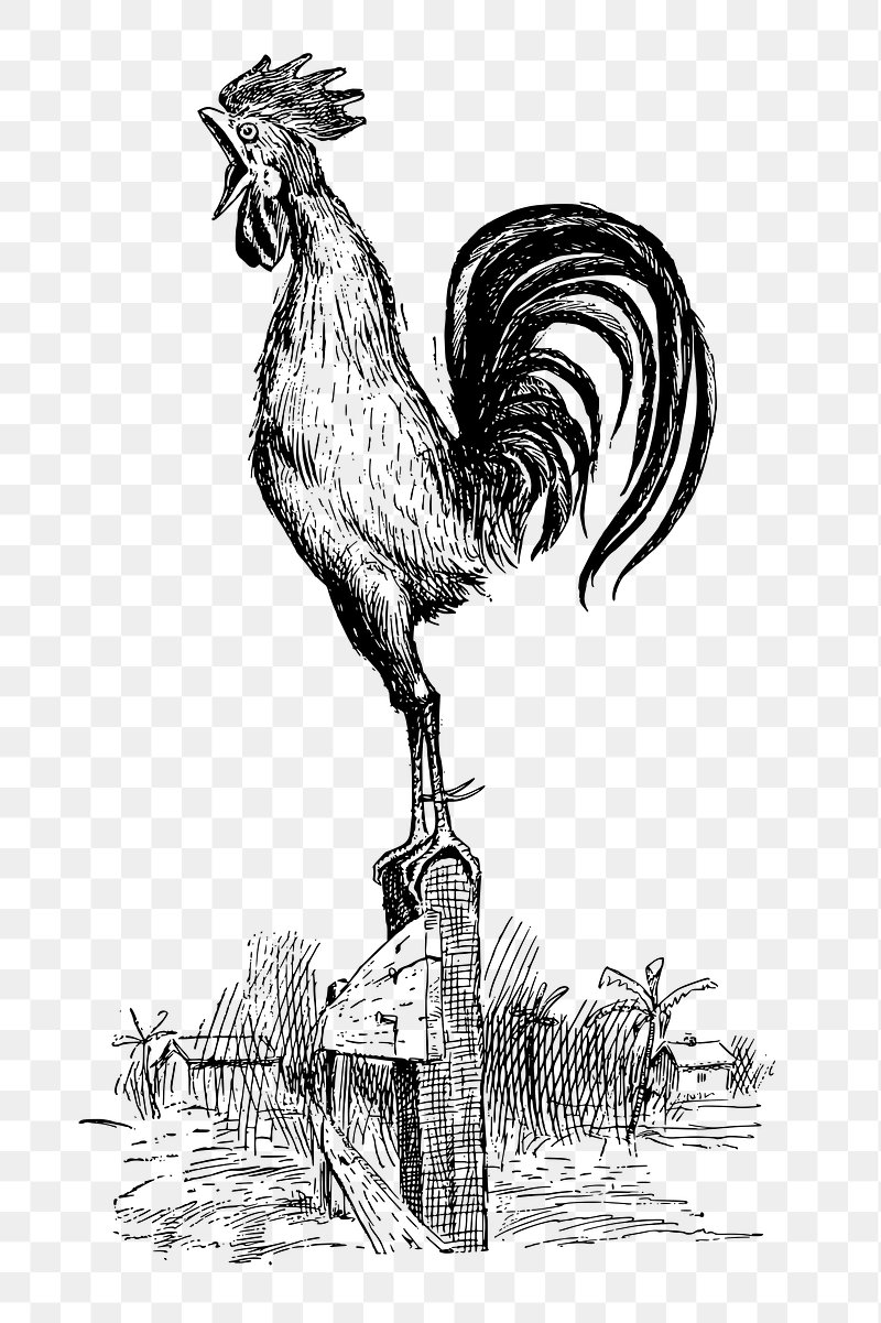 vintage chicken clip art