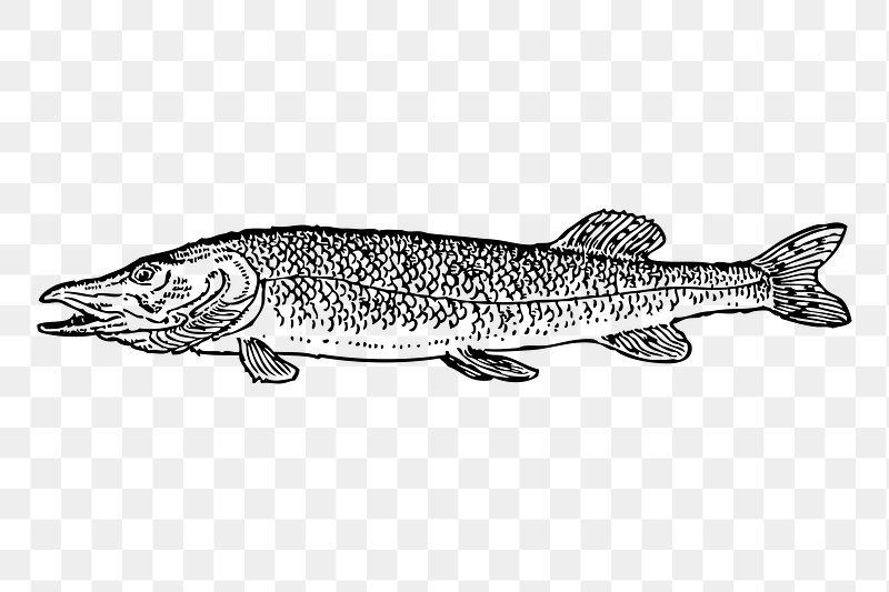 Pike Fish Images  Free Photos, PNG Stickers, Wallpapers