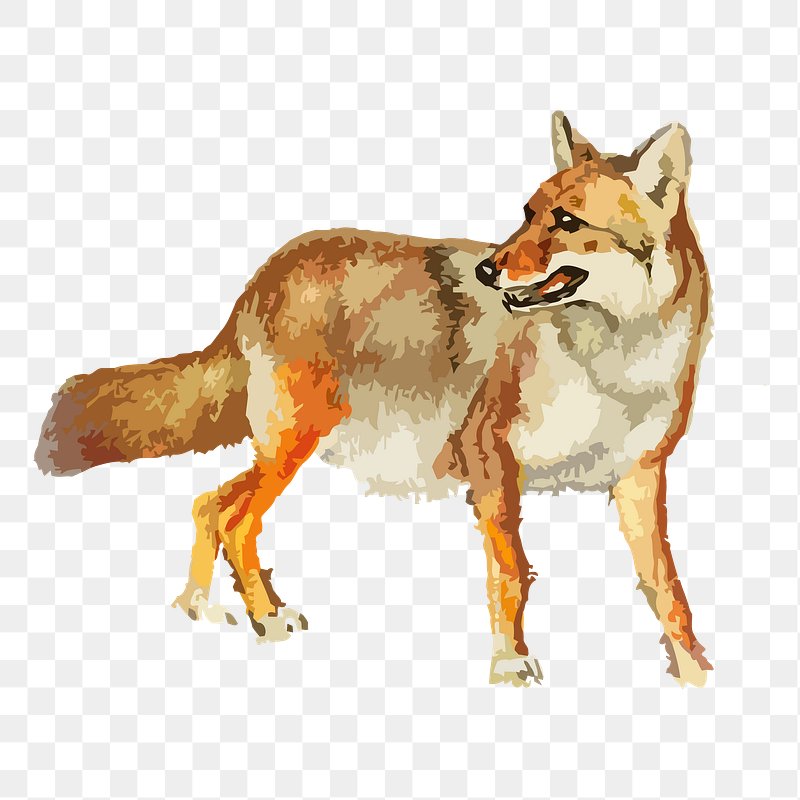 coyote illustration free download