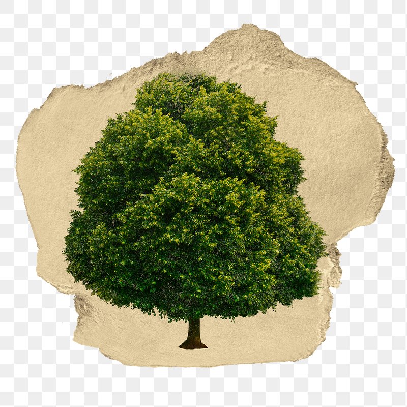 Ripped Paper Png - Tree Transparent PNG - 656x405 - Free Download on NicePNG