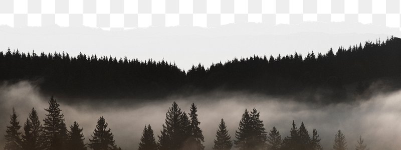 Black Dark Forest Background Images | Free Photos, PNG Stickers, Wallpapers  & Backgrounds - rawpixel