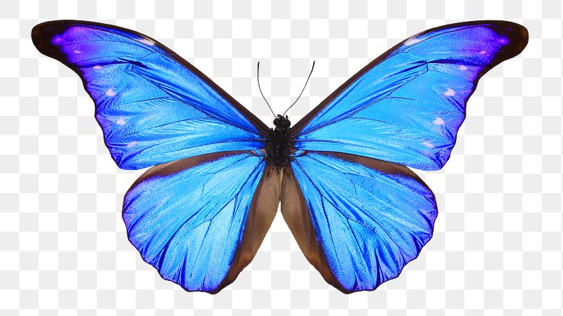 neon blue butterflies