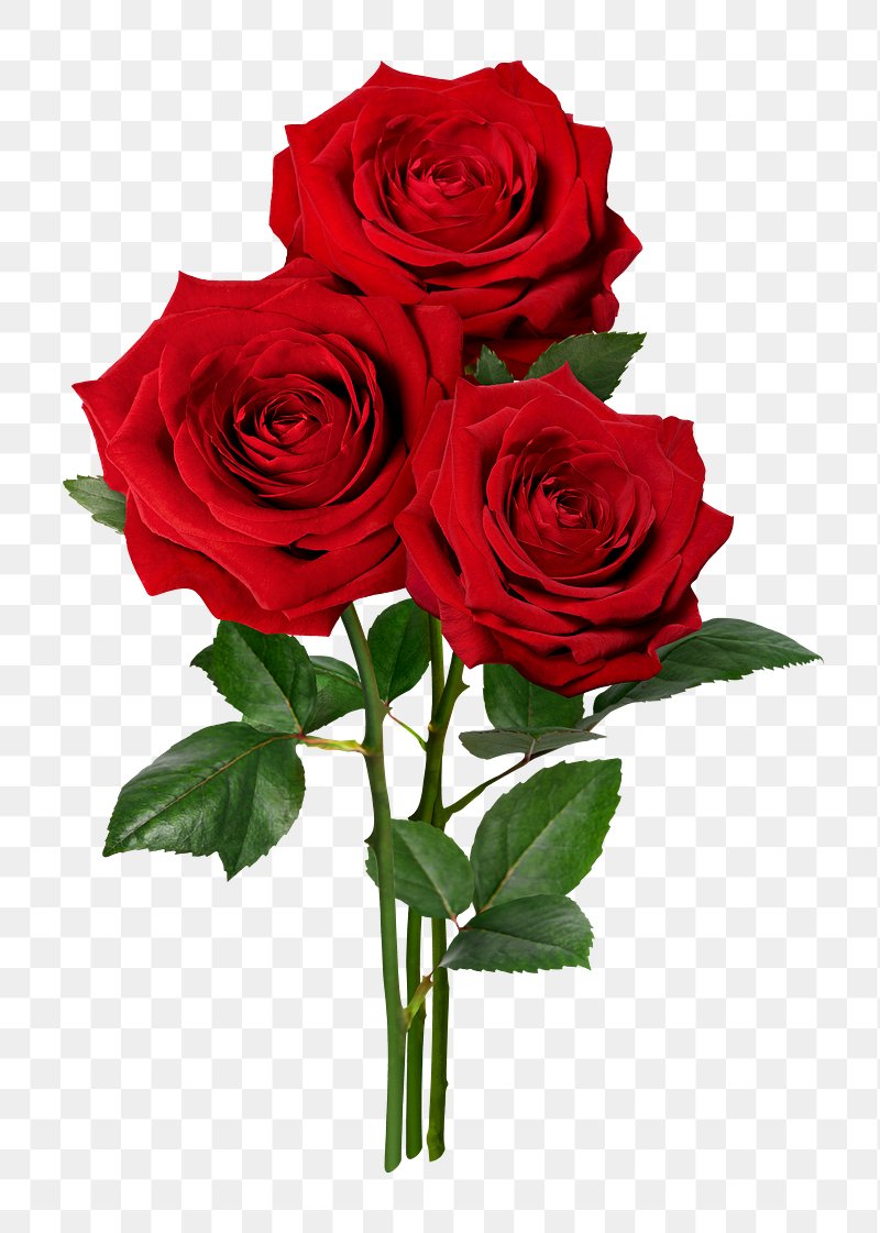 Red Rose Petals PNG Images & PSDs for Download