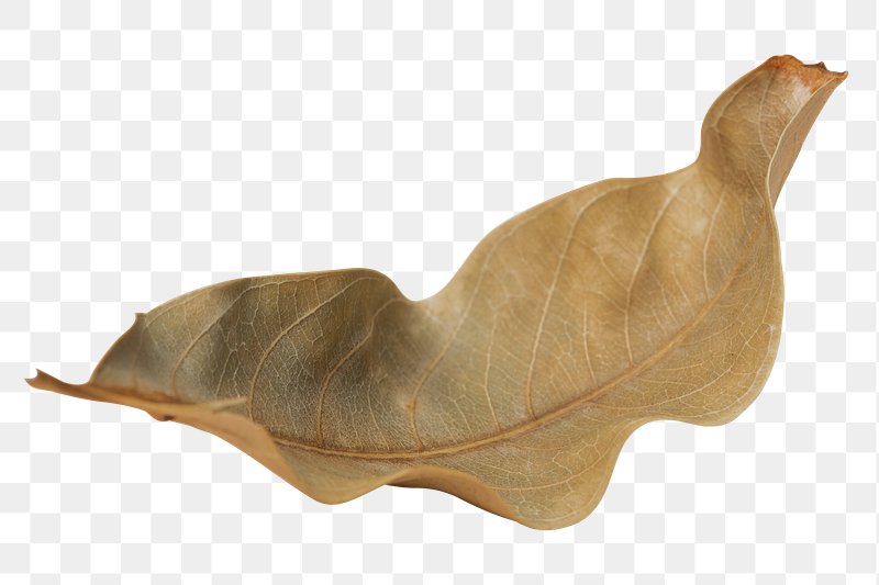 Dry Leaves PNG Transparent Images Free Download, Vector Files