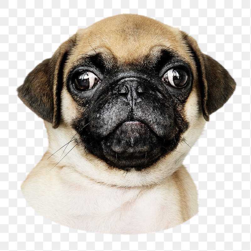 Pug Images | Free Photos, PNG Stickers, Wallpapers & Backgrounds - rawpixel