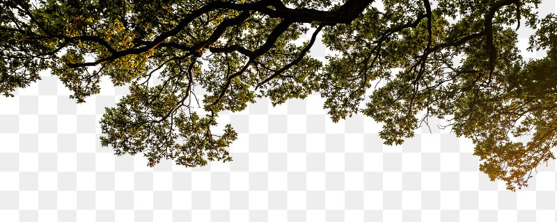 Tree PNG Images | Free PNG Vector Graphics, Effects & Backgrounds - rawpixel