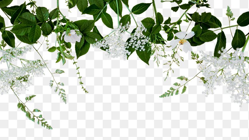 White Flower Images | Free HD Backgrounds, PNGs, Vector Graphics,  Illustrations & Templates - rawpixel