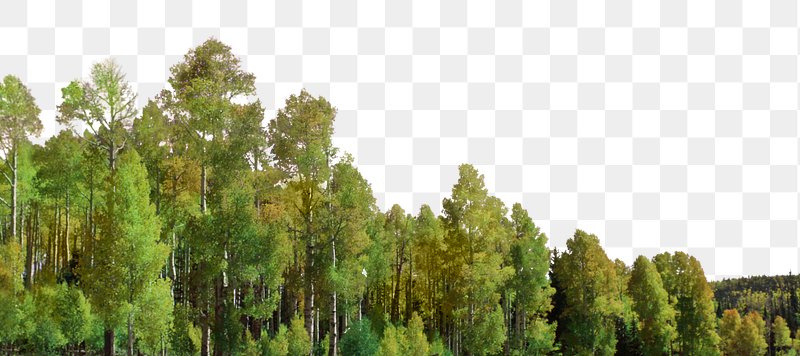 forest background png