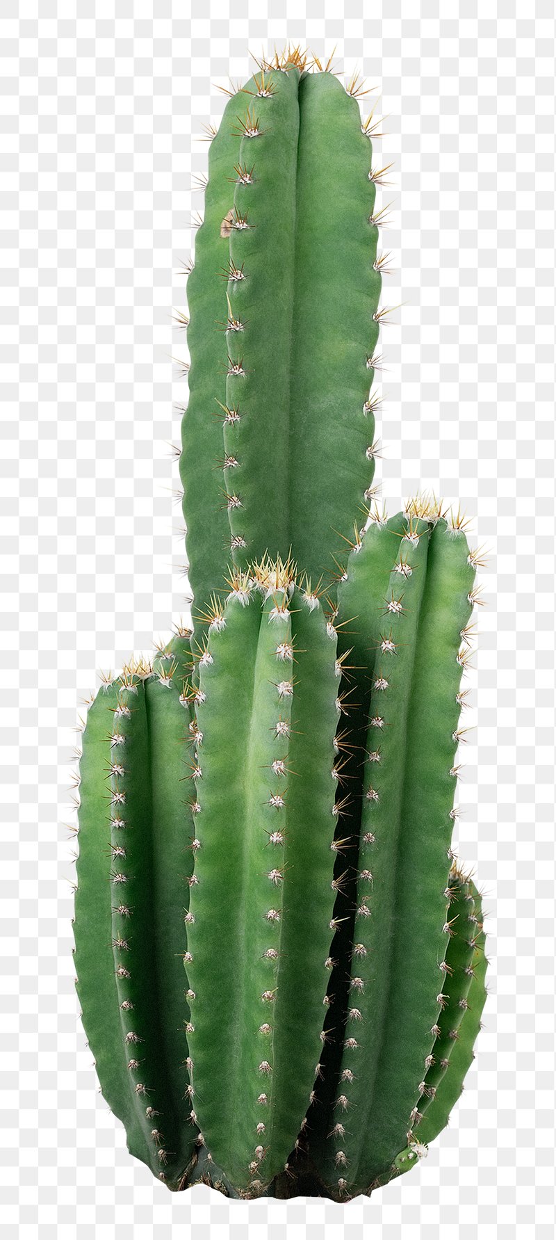 Cactus png images