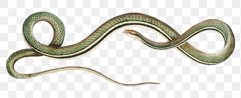 Premium PSD  Cute snake 3d illustration