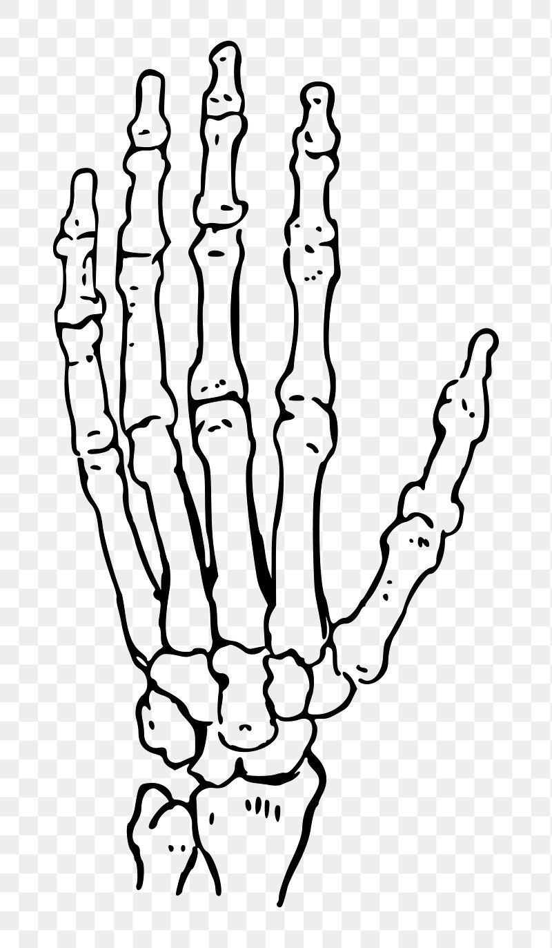 Skeleton Hand, Skeleton, Bones, Hand Bones PNG Transparent Clipart Image  and PSD File for Free Download