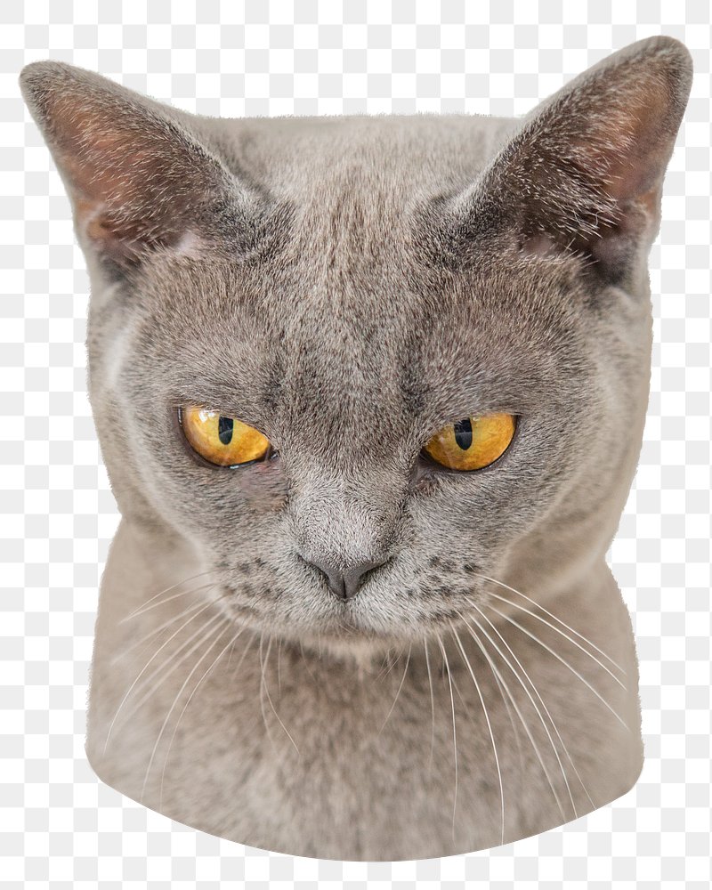 portrait of angry cat. cute grey cat face. vector illustration