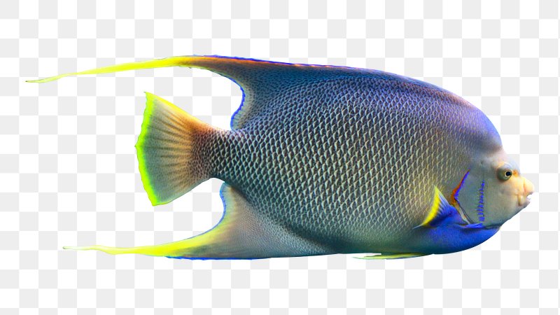 tropical fish png