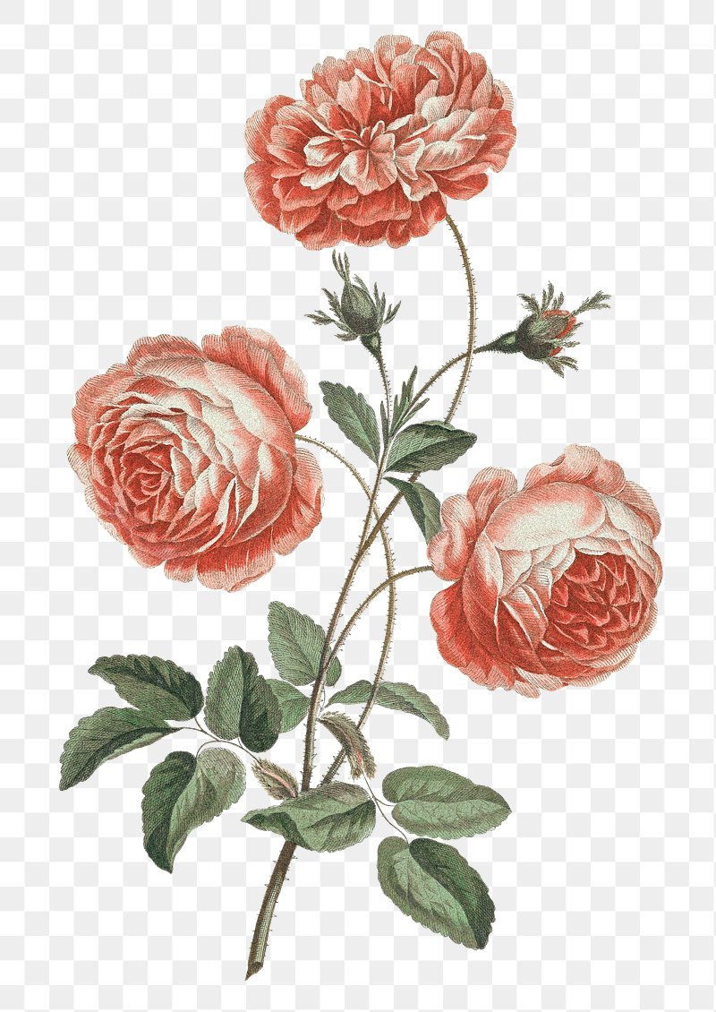Vintage Rose Images  Free Public Domain Paintings, Graphics &  Illustrations - rawpixel