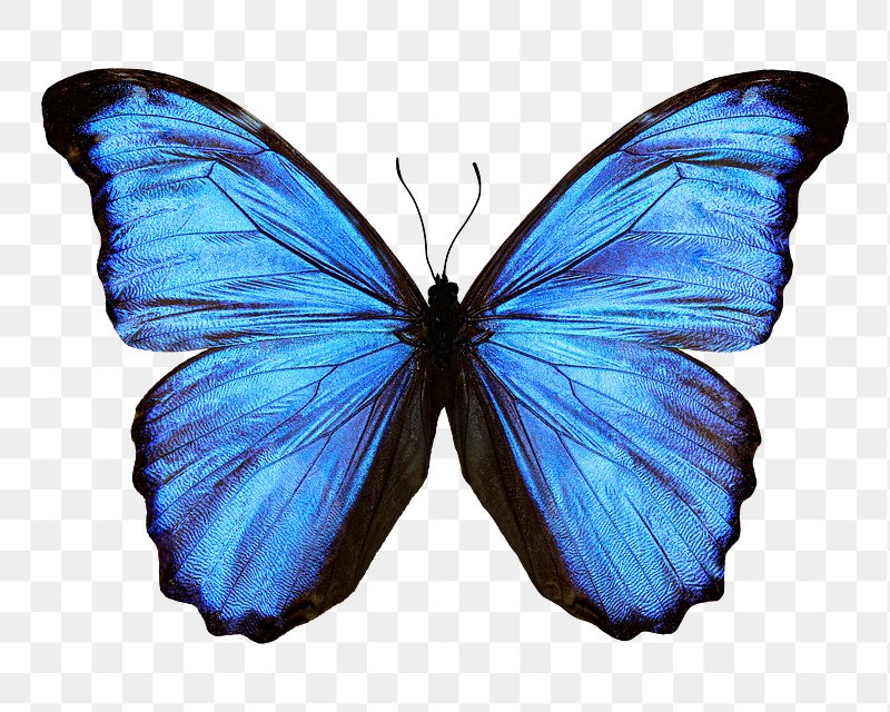 Blue Butterfly Net PNG Transparent Images Free Download