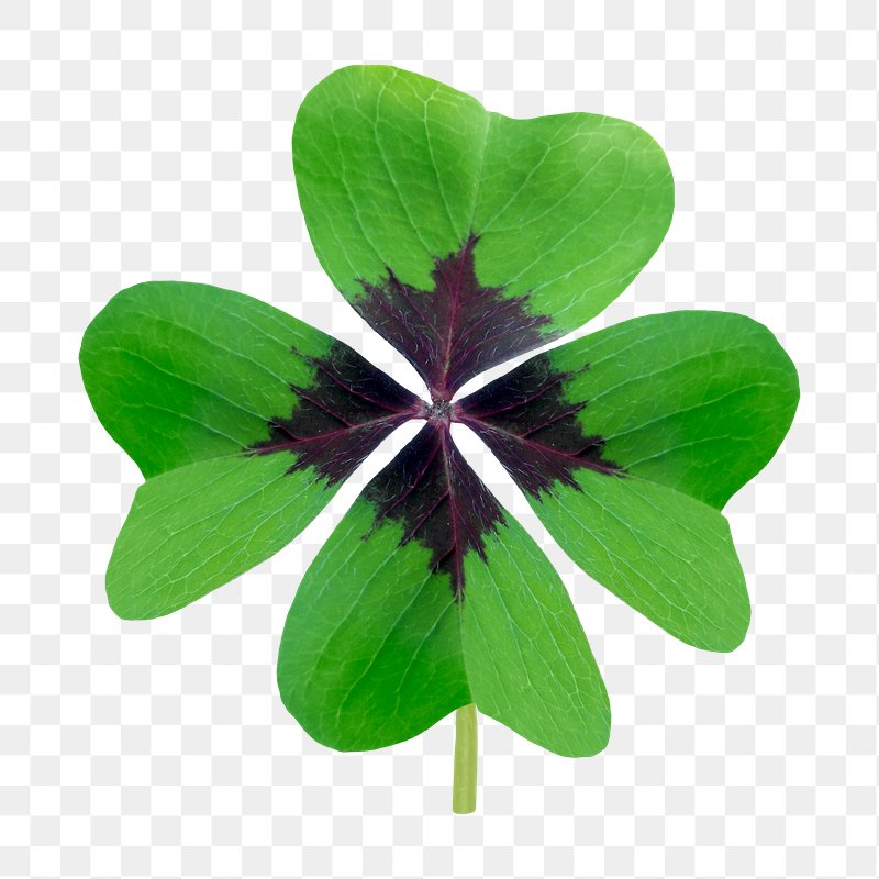 Four Leaf Clover Images  Free Photos, PNG Stickers, Wallpapers &  Backgrounds - rawpixel