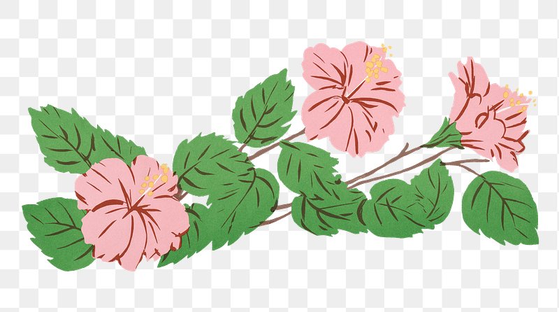 pink hawaiian flowers background