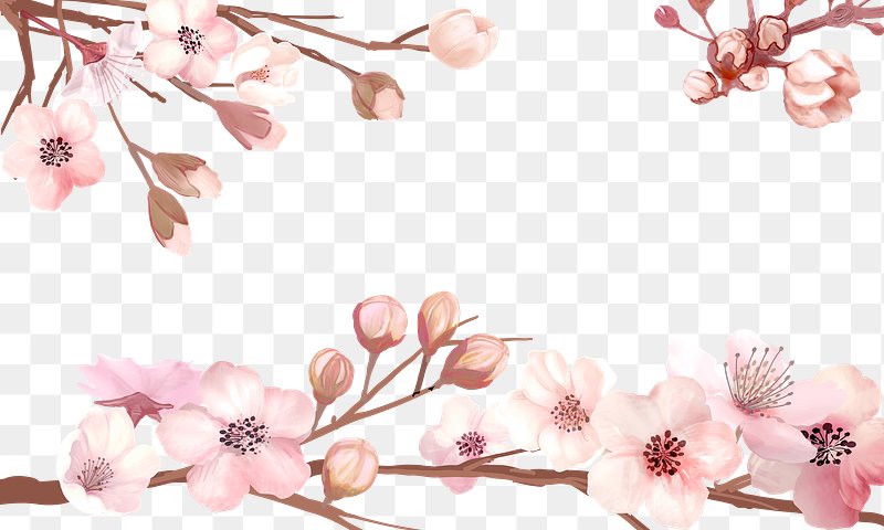 Sakura PNG Images  Free Photos, PNG Stickers, Wallpapers & Backgrounds -  rawpixel