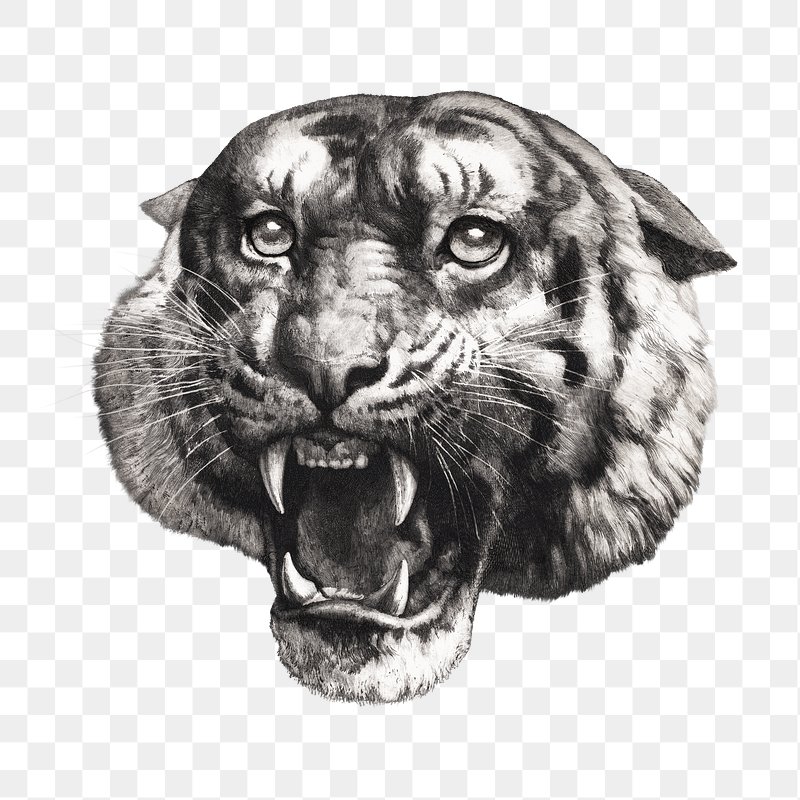 Sticker mural Animal sauvage Tigre
