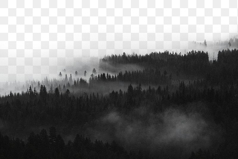 Black Dark Forest Background Images | Free Photos, PNG Stickers, Wallpapers  & Backgrounds - rawpixel