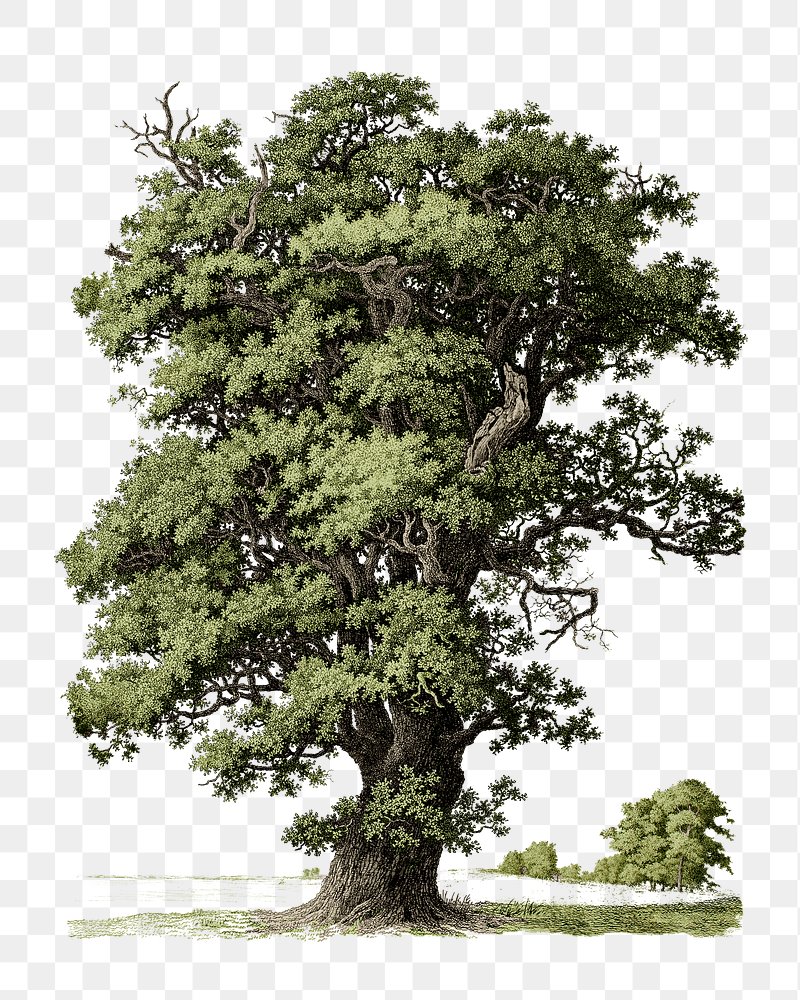 Tree Illustration