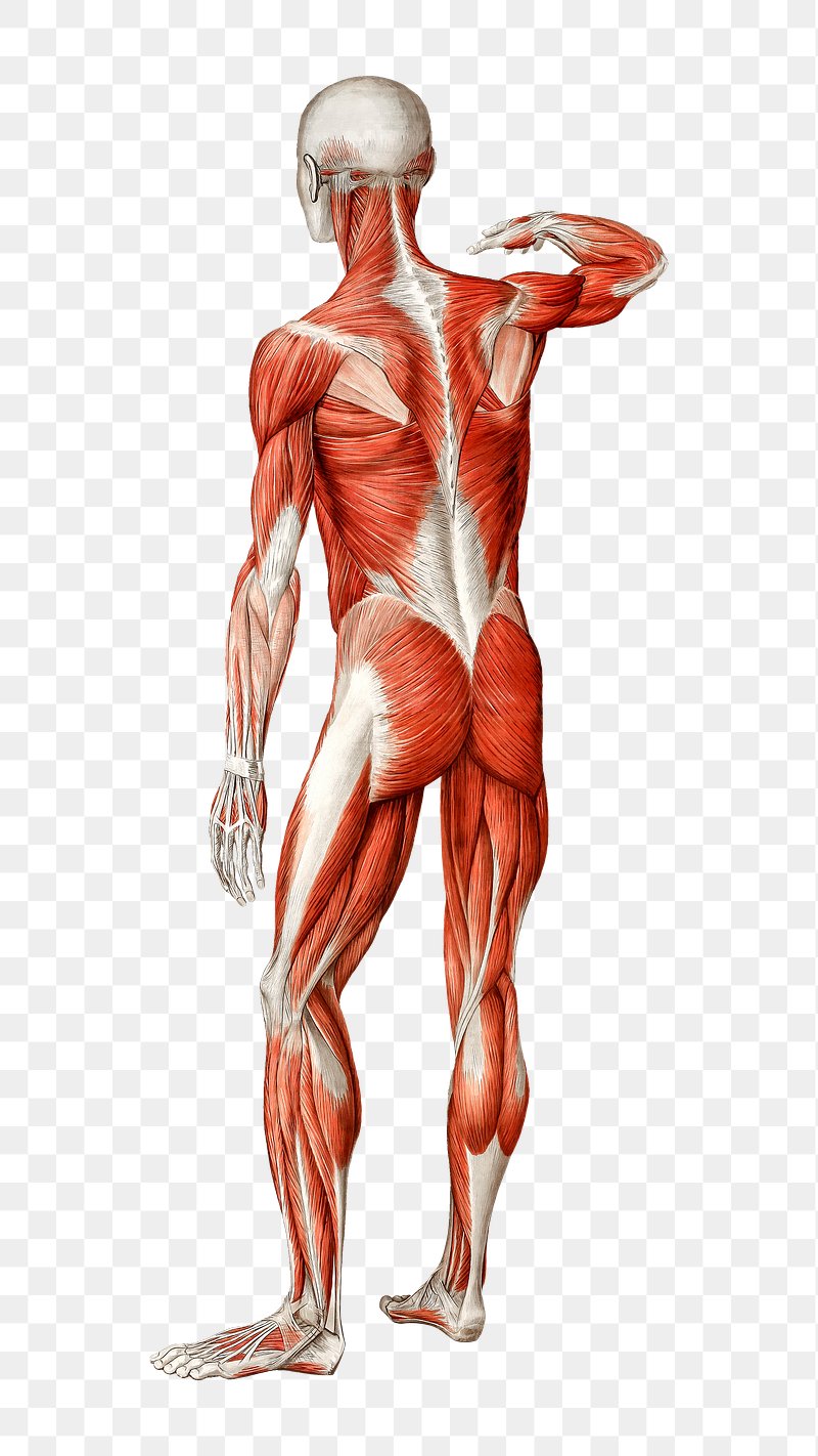 Muscles of the Leg Laminated Anatomy Chart