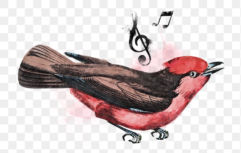 Singing Bird Images  Free Photos, PNG Stickers, Wallpapers