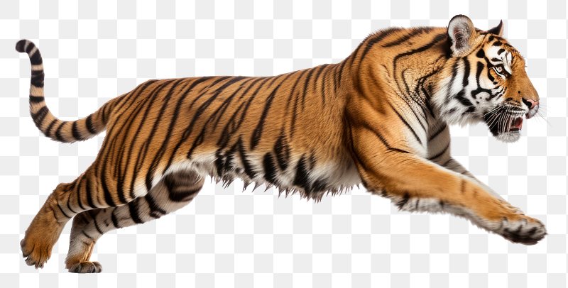 bengal tiger jumping