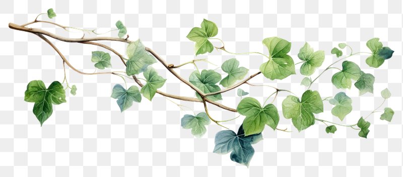 transparent vines