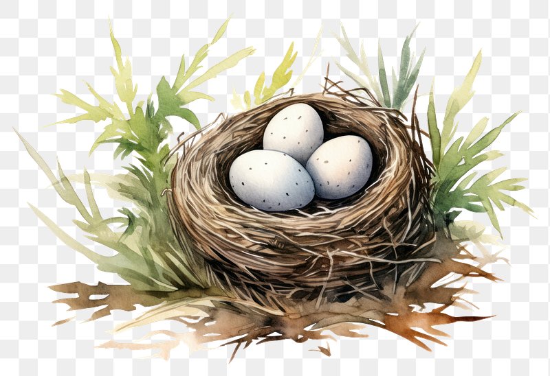 Nest Drawing Fine Art Print, Giclée Print, Poster Bird Drawing Easter Nest  Bird Nest Easter Eggs - Etsy