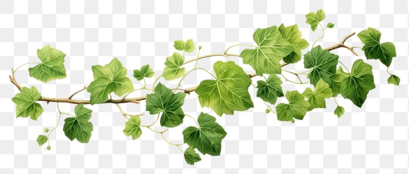 Ivy Leaves Images  Free Photos, PNG Stickers, Wallpapers & Backgrounds -  rawpixel