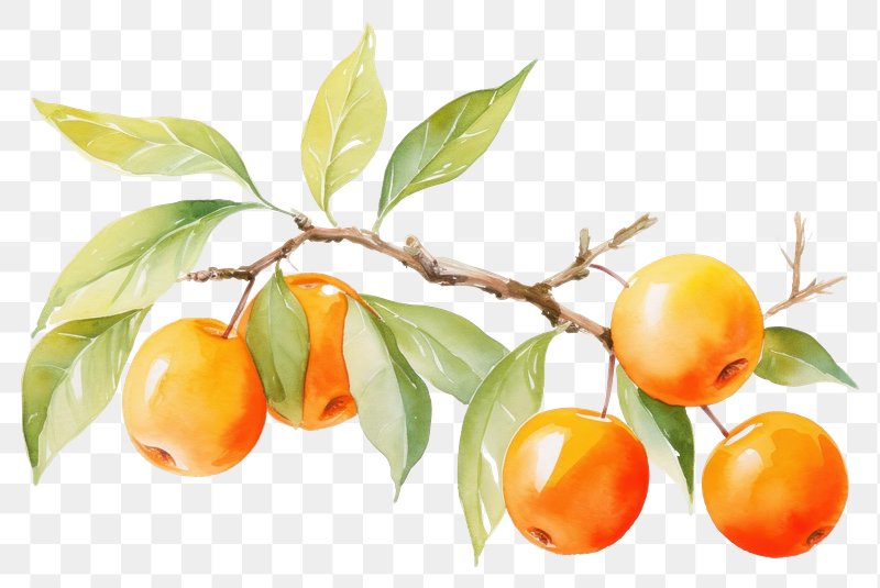 Orange fruit illustration, clip art.