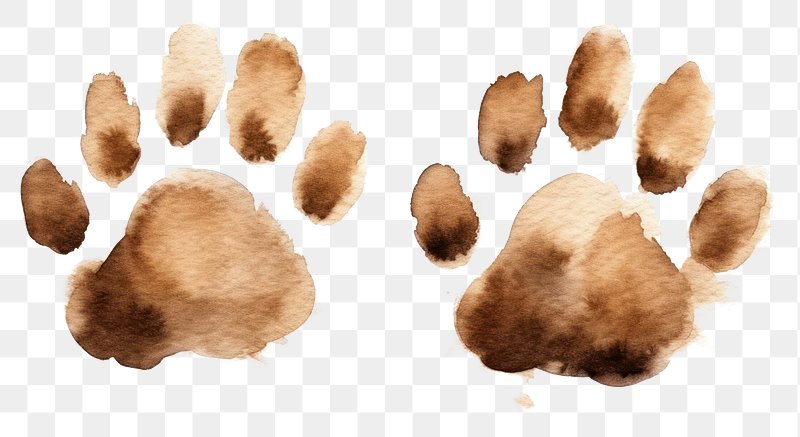 brown bear paw prints