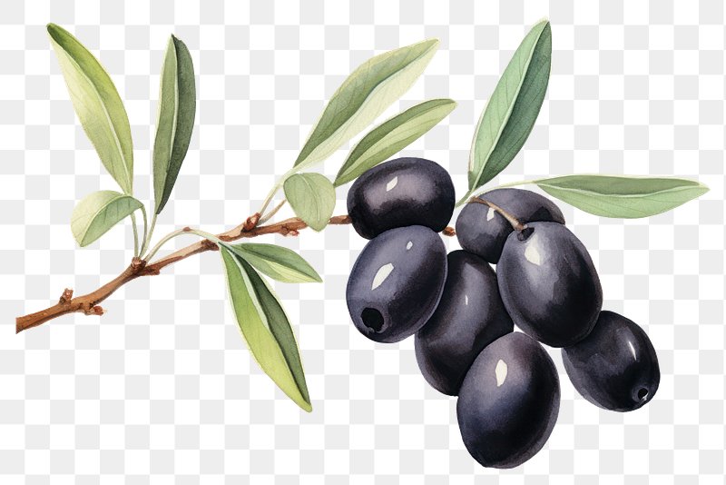 Olive Branch Images  Free Photos, PNG Stickers, Wallpapers & Backgrounds -  rawpixel